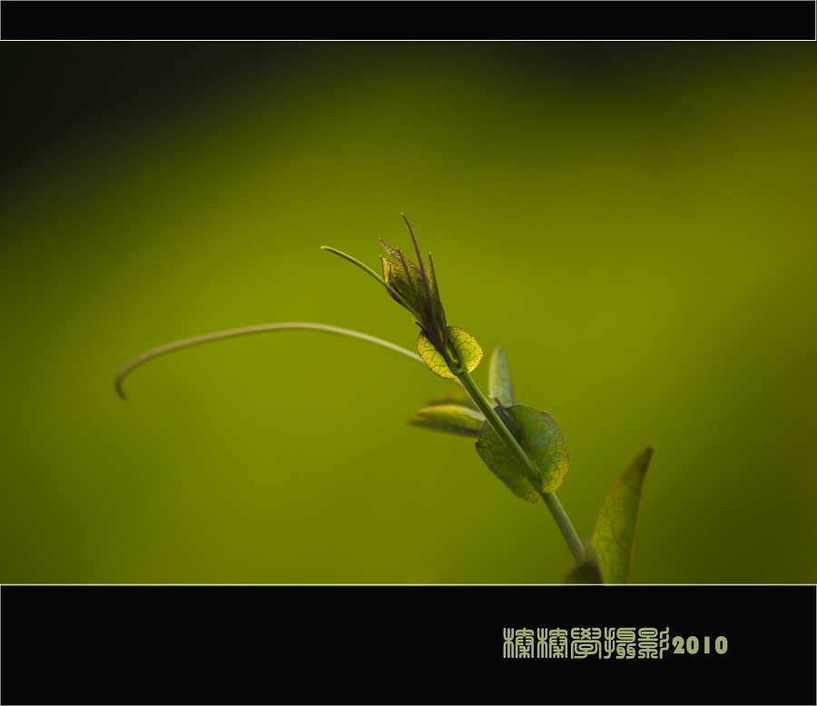 花儿草儿 摄影 榛榛