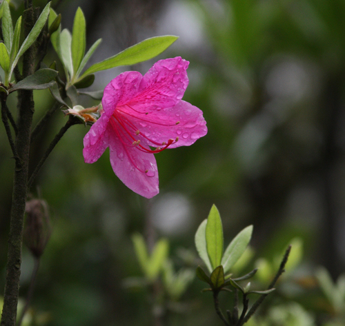 雨后野花 摄影 佛在心中