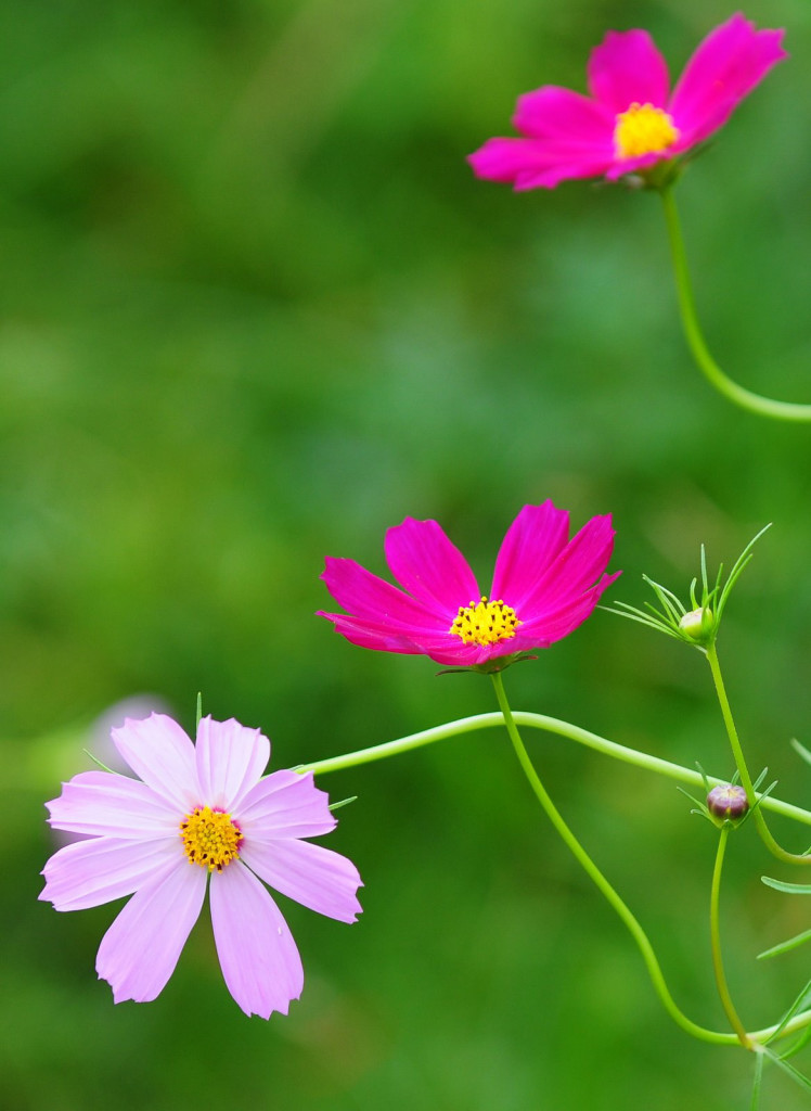 花儿朵朵之二 摄影 Robinh