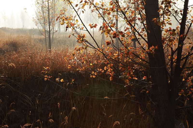 春景 摄影 桂玉斋