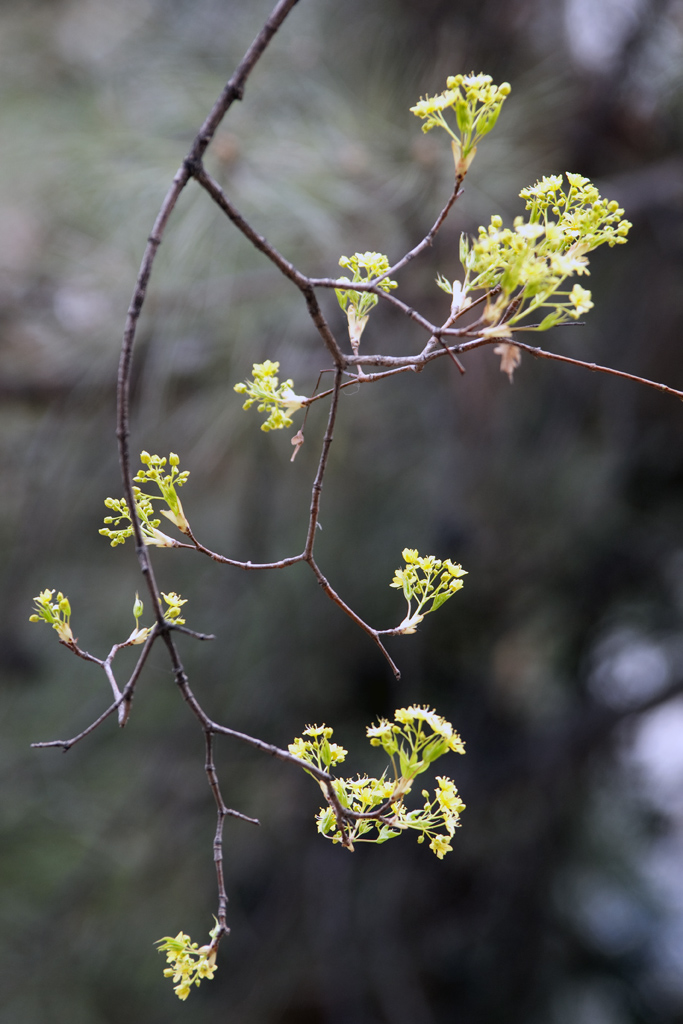 嫩芽 摄影 mikeer