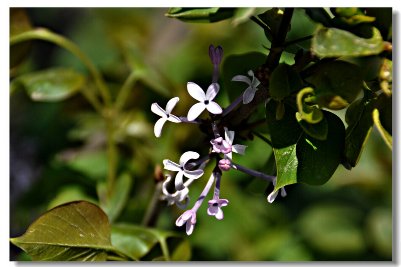 丁香花开 摄影 白鹿泉边