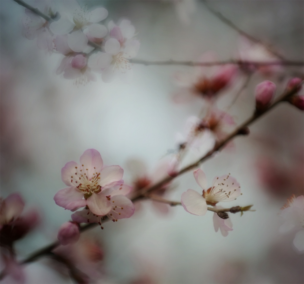 给我自己的~花~ 摄影 老虎姐姐