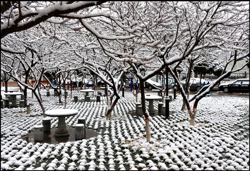 雪景 摄影 白丑