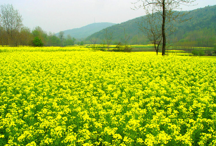 满目黄花分外香 摄影 morningtigr