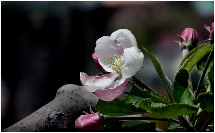 莉花依旧笑春风 摄影 逸梦