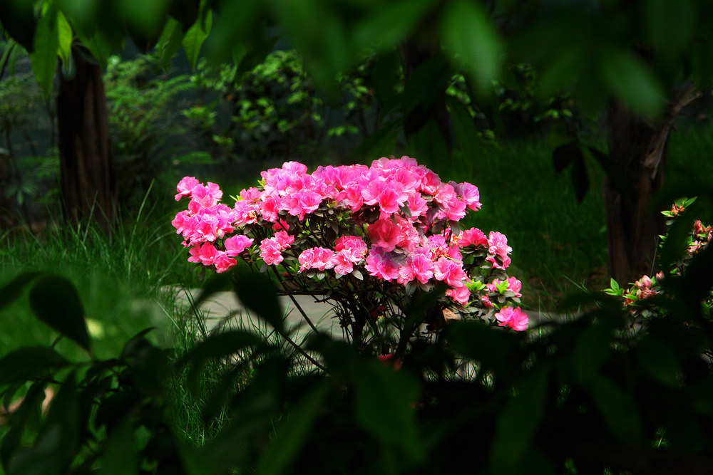 杜鹃花 摄影 艾舍