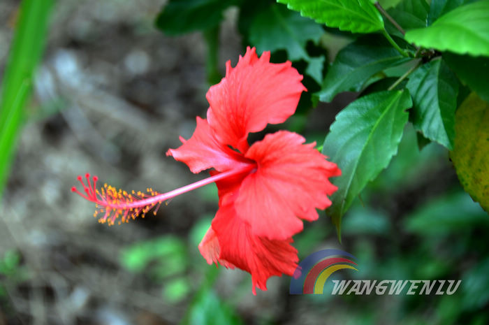 花卉 摄影 新悟源