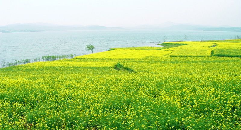 春水菜花总关情 摄影 morningtigr