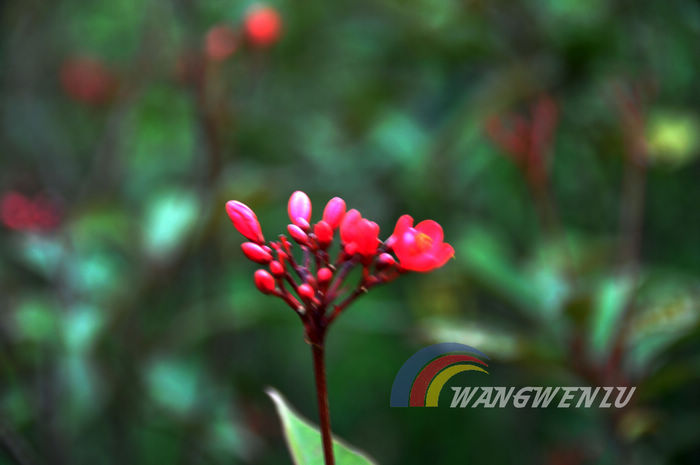 花 摄影 新悟源