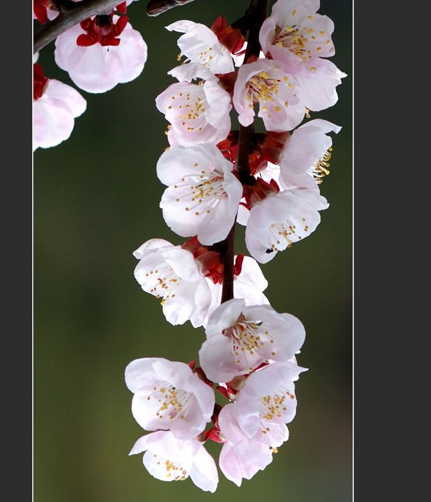 桃花 摄影 花皮蛇