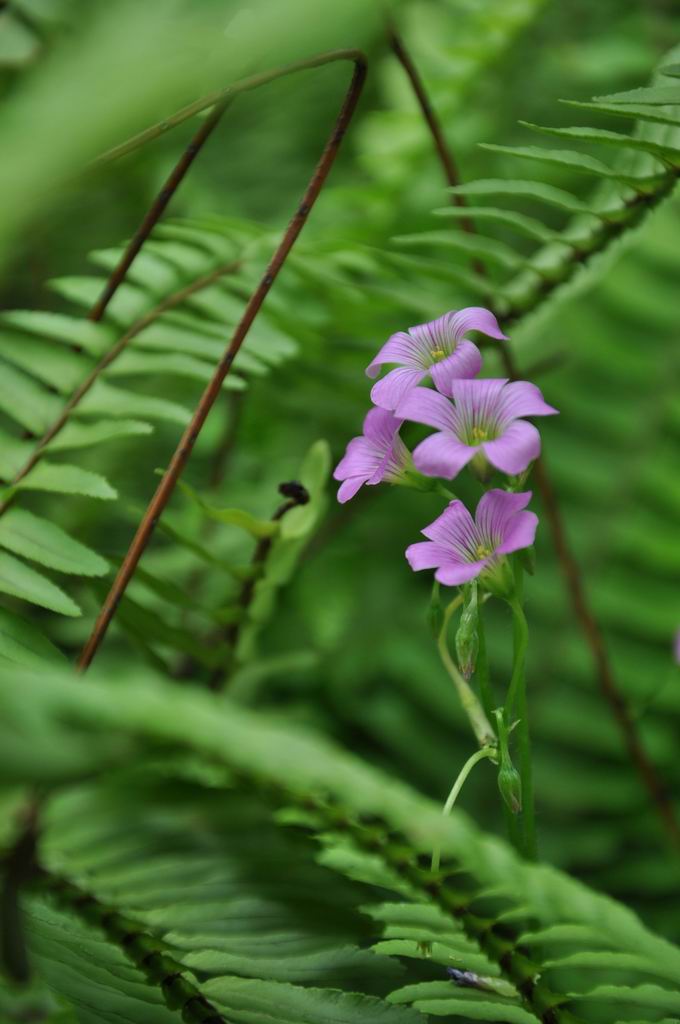 小花 摄影 WASON