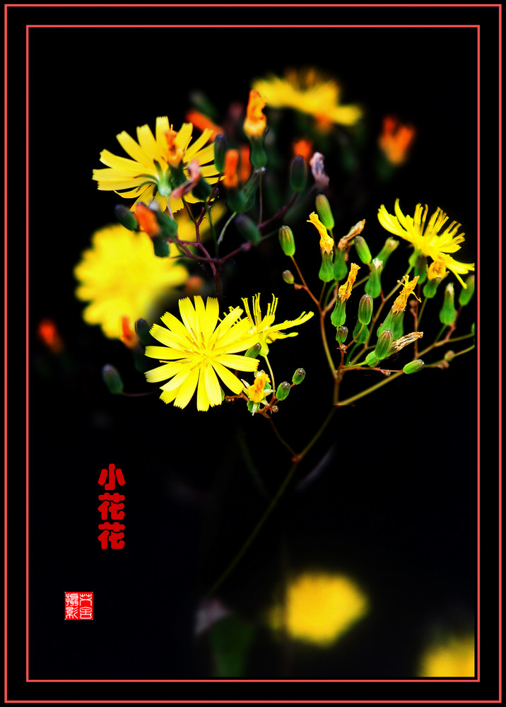 小花花 摄影 艾舍