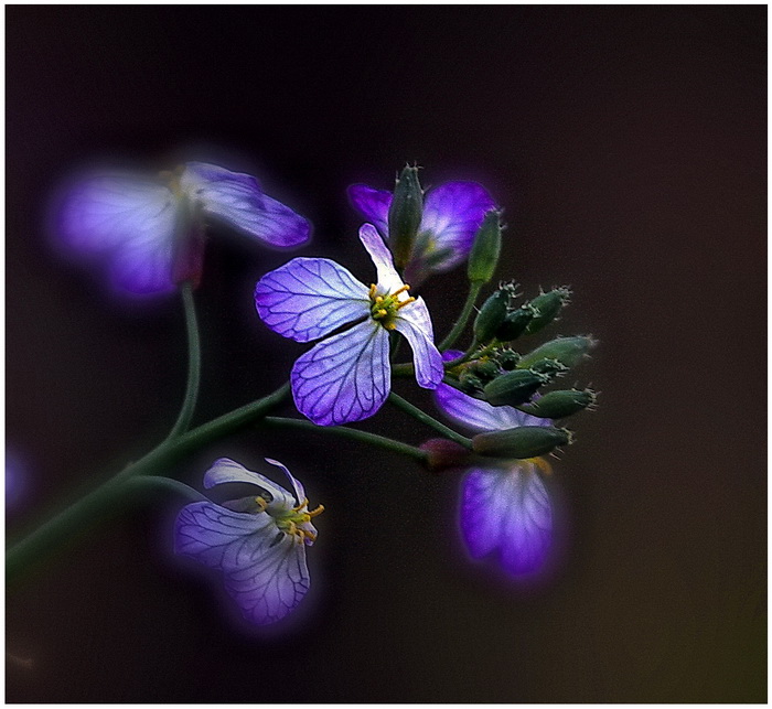 花 摄影 mengkudu