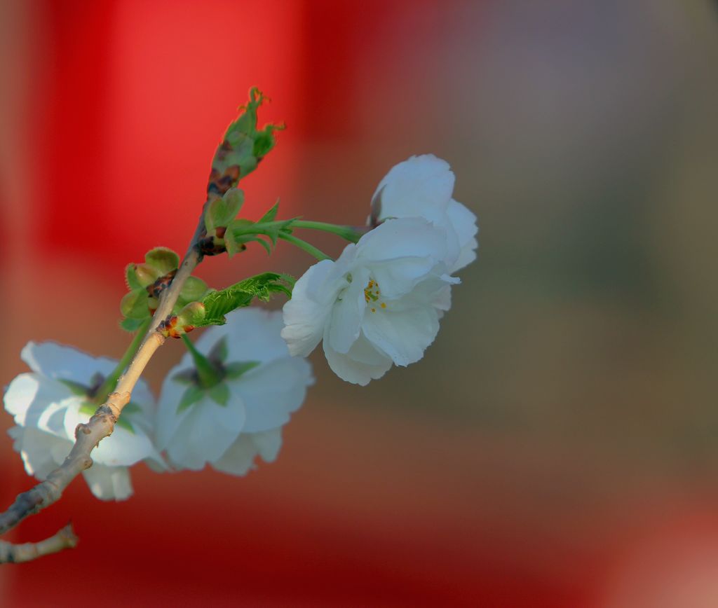 樱花 摄影 兆龙李