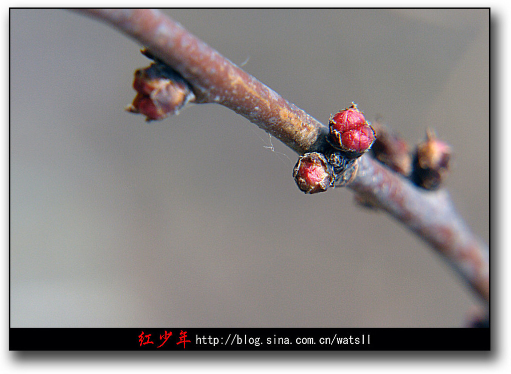 绽春蕾 摄影 wangqun5850