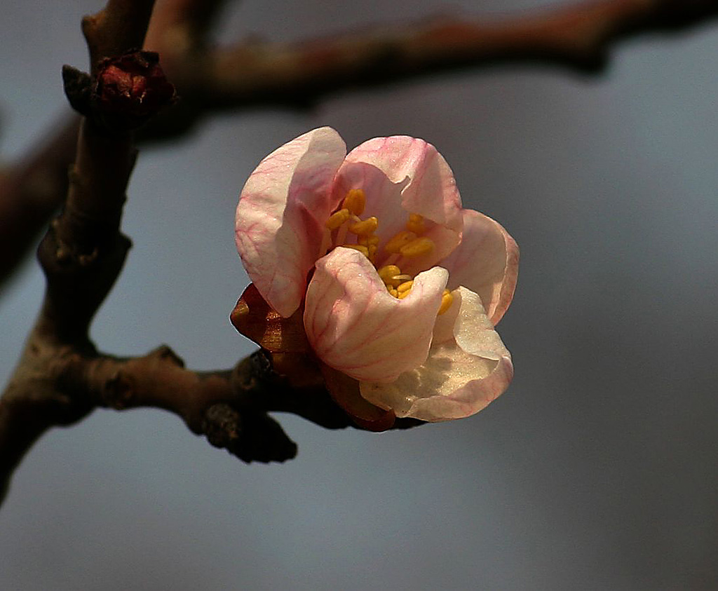 桃花 摄影 林岩