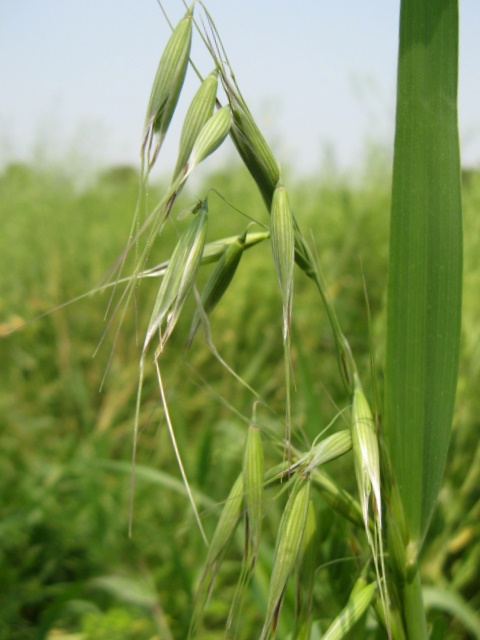 野燕麦 摄影 傻大庆