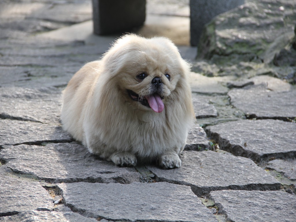 宠物狗 摄影 空谷听风