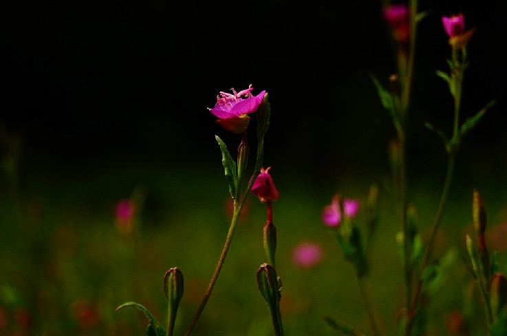 小花 摄影 雨竹清风