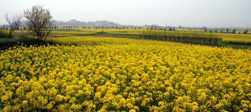 油菜花正黃 摄影 难得胡涂