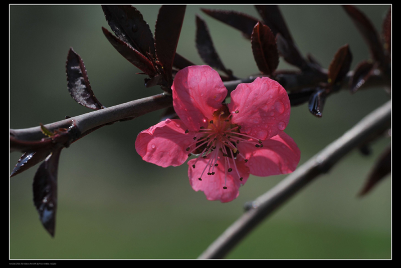 花季 摄影 haoxs