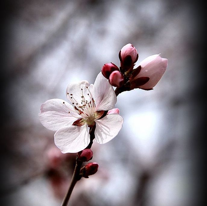 花开又一春 摄影 月儿湾湾