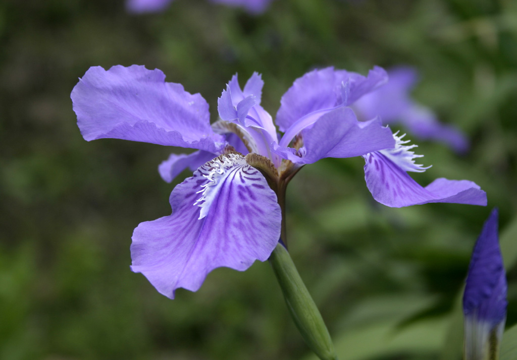 《蝴蝶花》 摄影 tulufangg