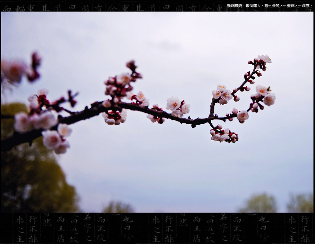 一枝桃花横斜出 摄影 鹰眼穿空