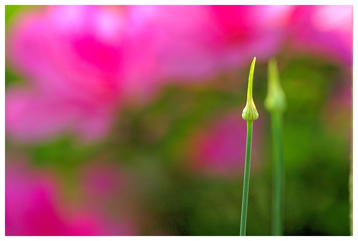 花丛中 摄影 行摄无疆