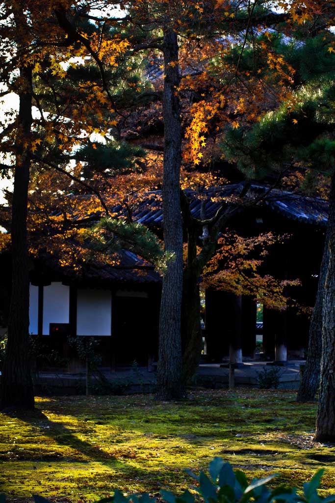 京都建仁寺山门的光影 摄影 qxs