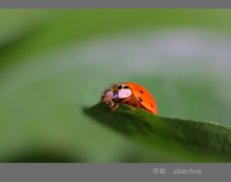 瓢虫 摄影 天虹