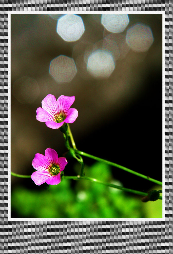 两朵小花花 摄影 艾舍