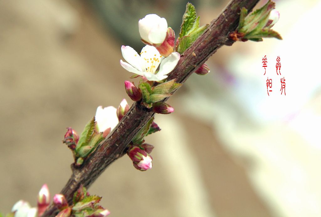 樱桃花 摄影 lioulanghan