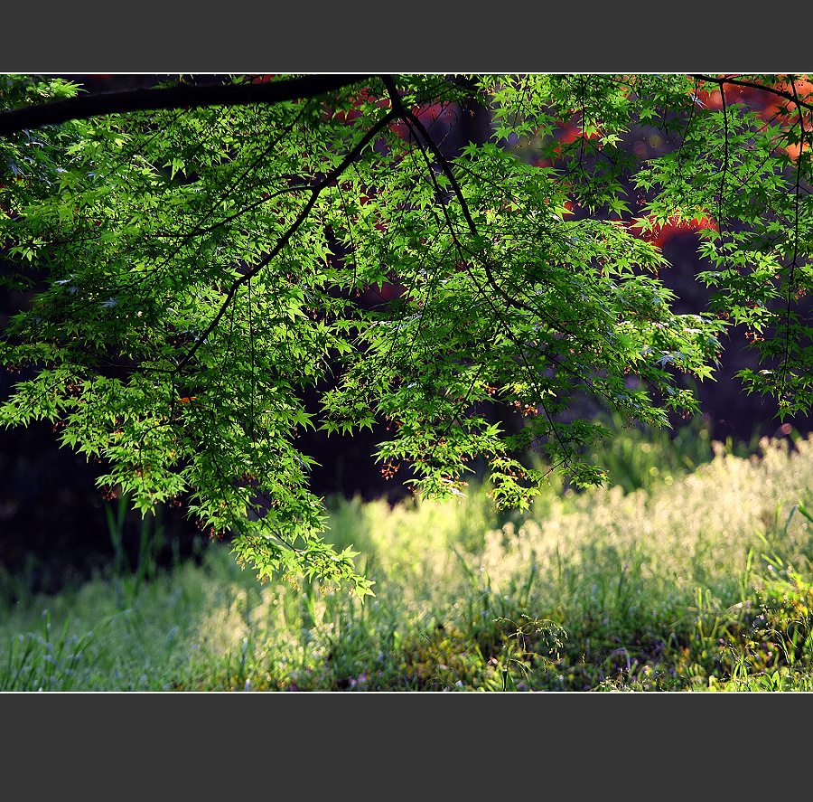 小景（二十三） 摄影 小鸡看草原