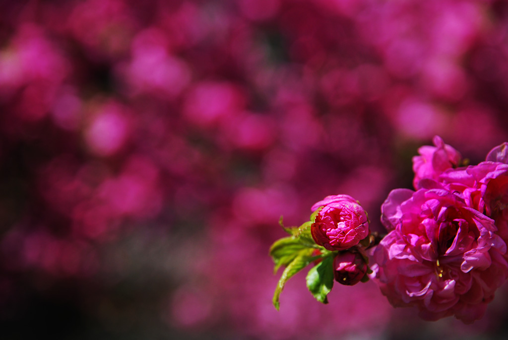 樱花开了 摄影 朝花夕摄