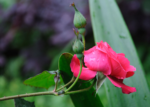 月季花1 摄影 嵌辛钴