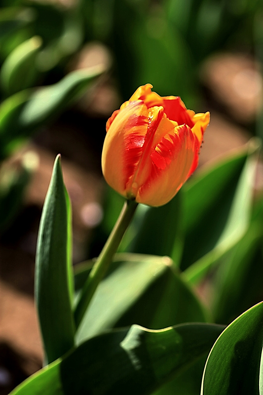 郁金香花 摄影 源上人