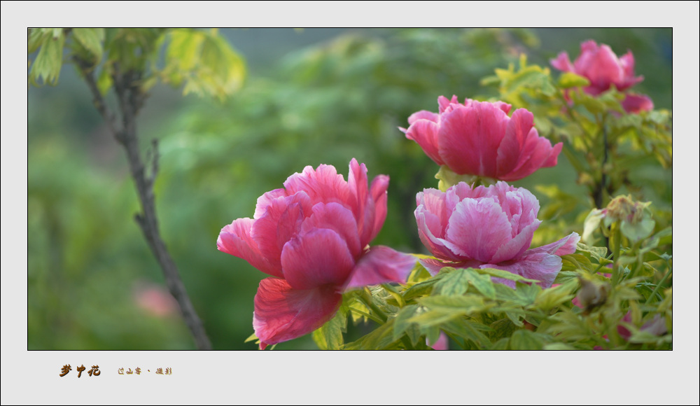 梦中花---牡丹 摄影 过山客