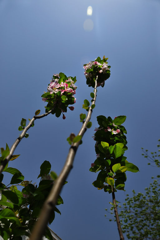 春花 摄影 芒野