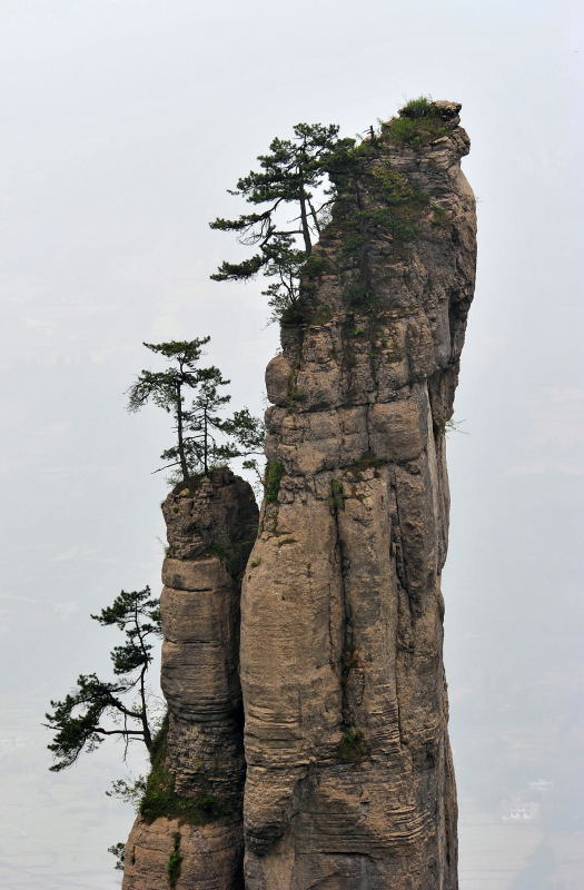 险峰松1 摄影 唯长城