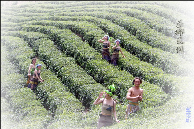 茶乡风情（2） 摄影 若菡