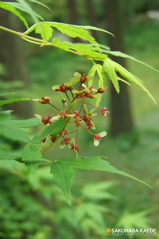 不知道是什么植物 摄影 SakurabaKaed