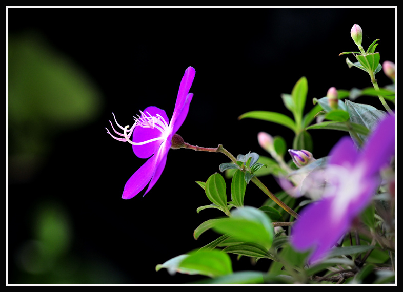 杜鹃花 摄影 芦林津渡