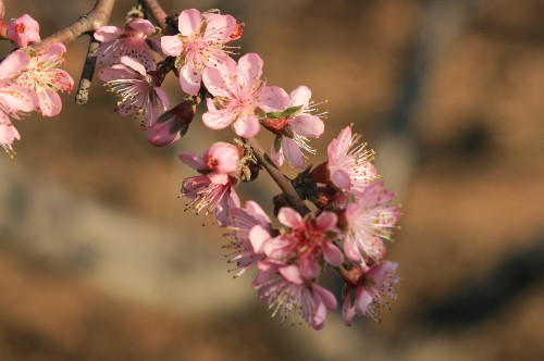 桃花 摄影 shanmin