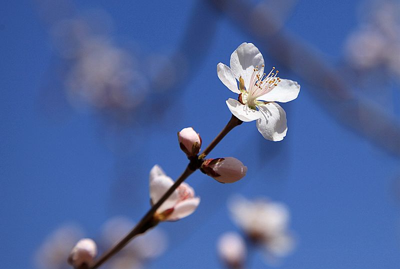 花儿美 摄影 月儿湾湾