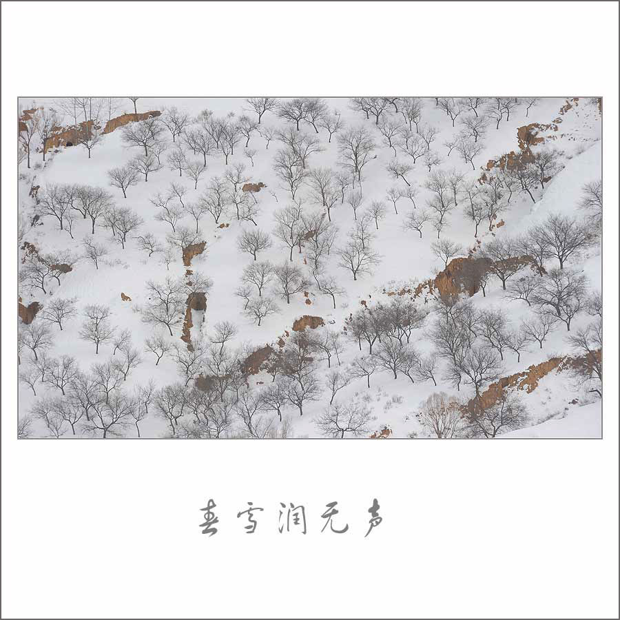 春雪润无声 摄影 lb王老五