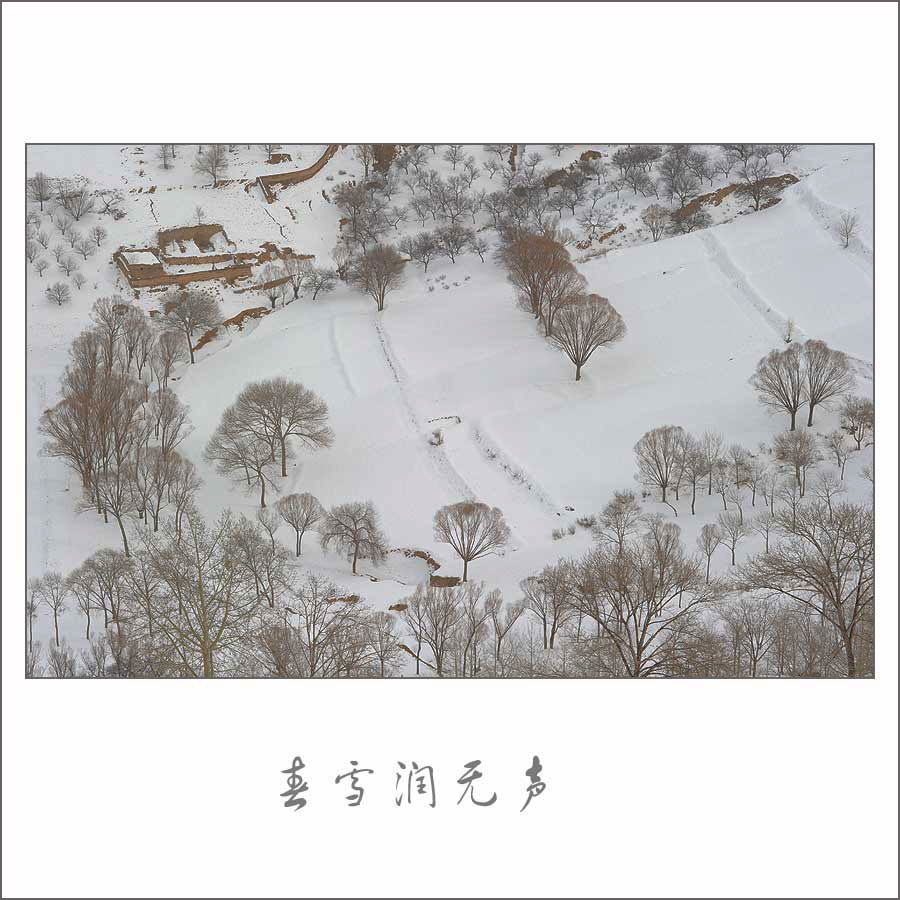 春雪润无声2 摄影 lb王老五