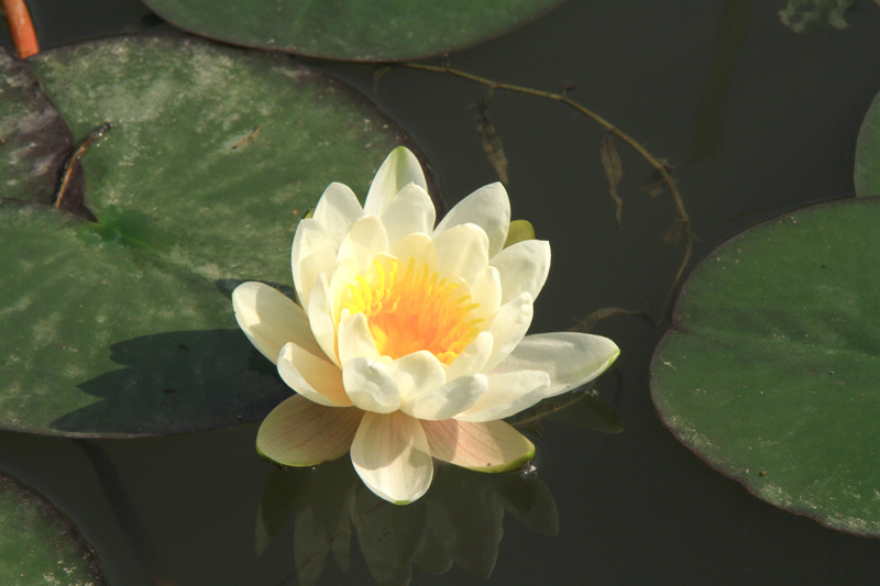 睡莲1 摄影 滴水冠英花