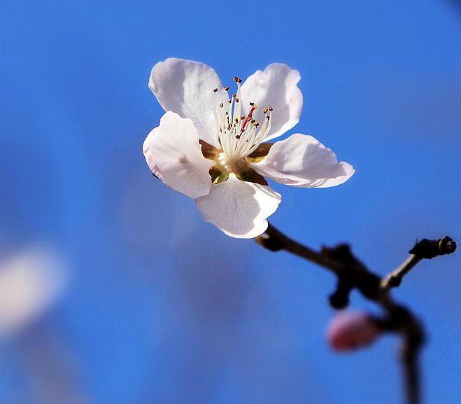 花儿美 摄影 月儿湾湾